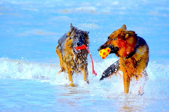 Beneficios de la masticación en la salud canina